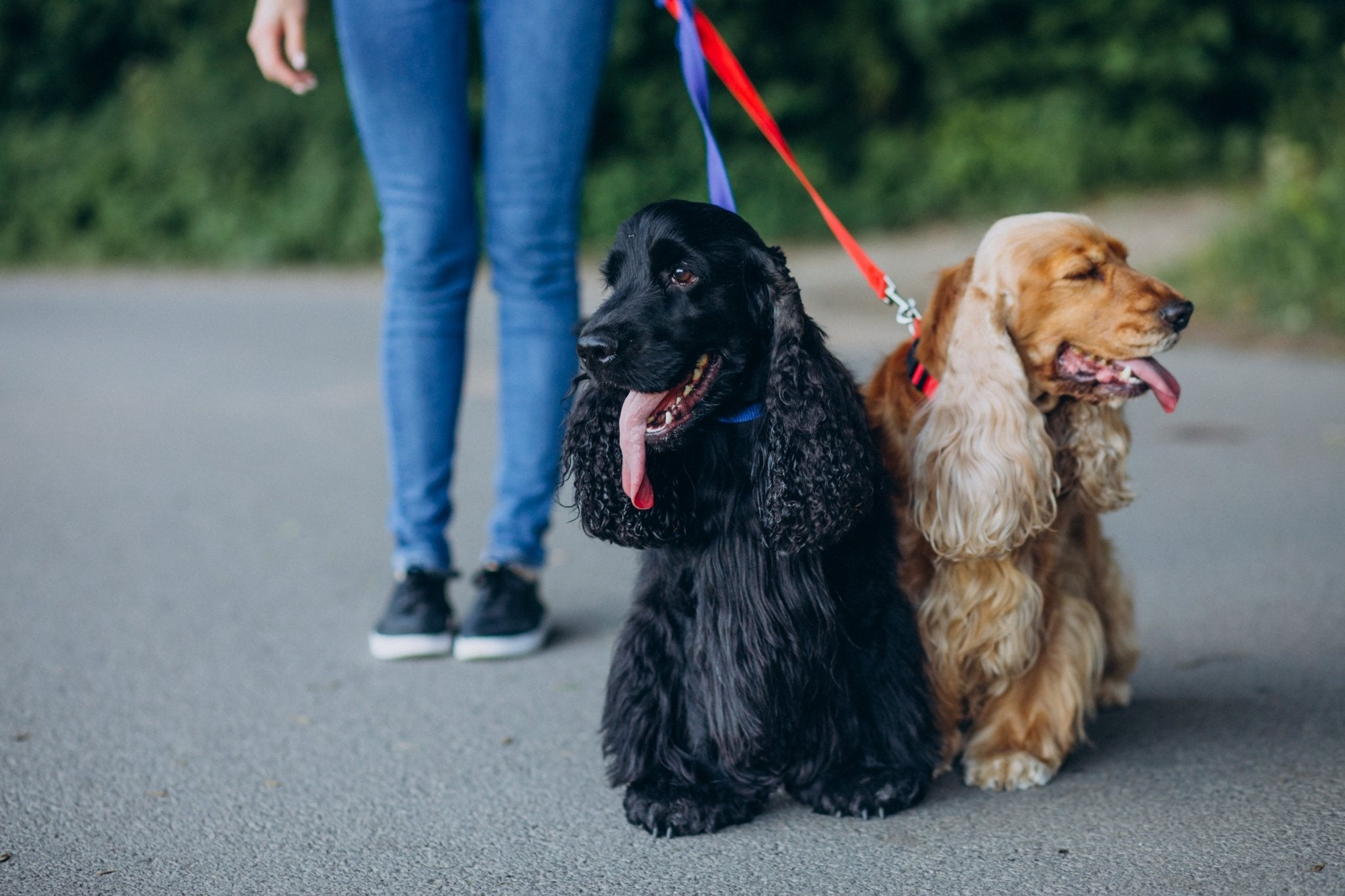 Best Biothane Dog Leashes: A Style and Function Revolution - FURRY MUSE
