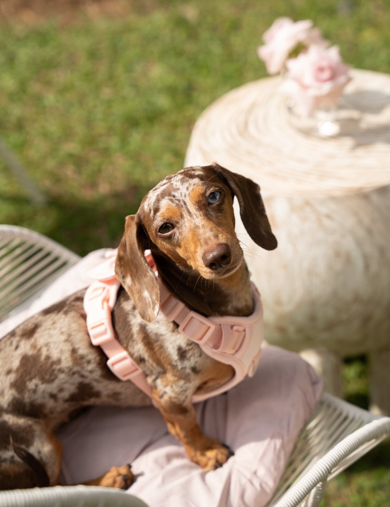 Furry Muse in the Gardens: A Summer Soirée - FURRY MUSE