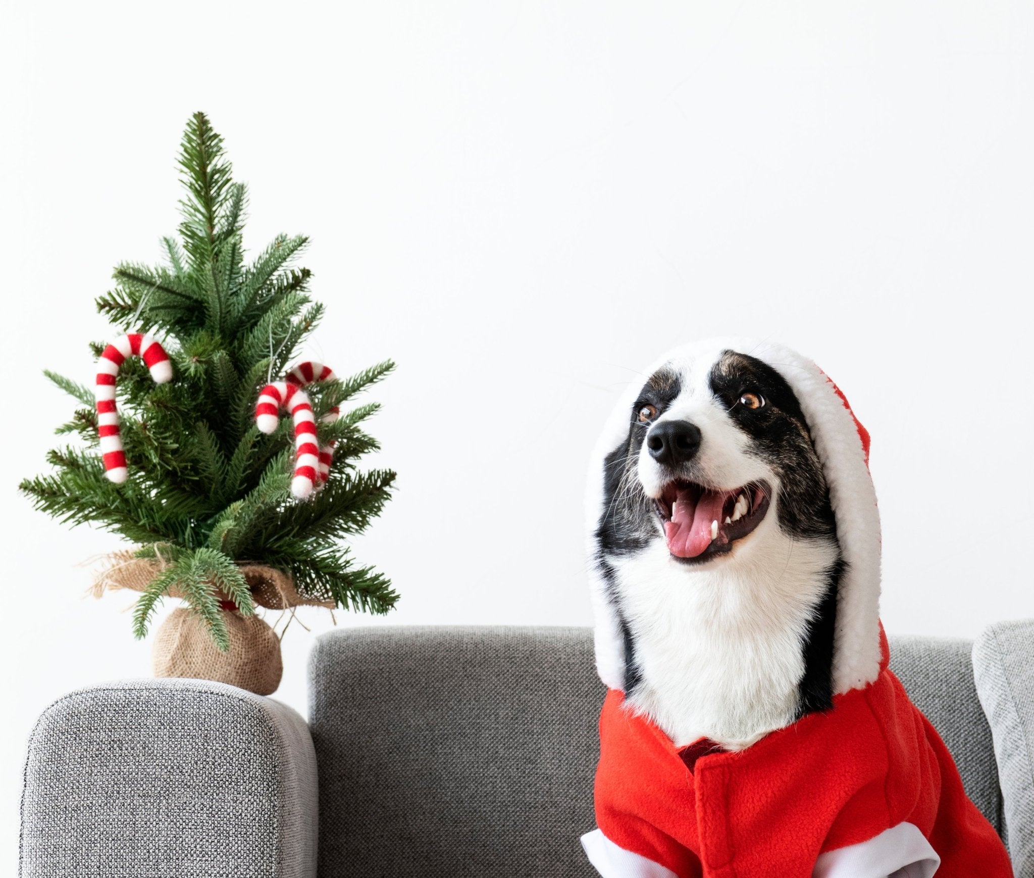 Unleash the Festive Flair: Dressing Your Dog for Christmas Cheer - FURRY MUSE