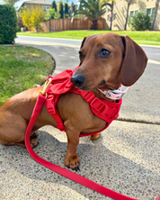 Wander! Bow Harness Cherry