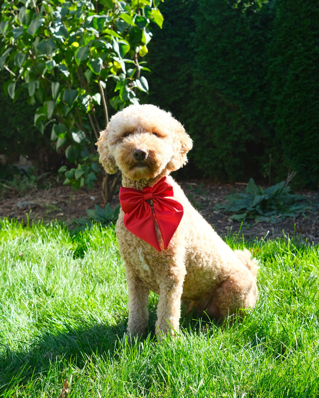 Wander! Waterproof Collar Cherry