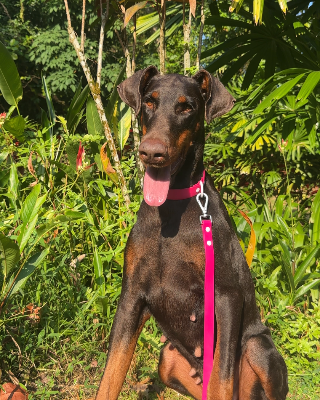 Wander! Waterproof Collar Petunia