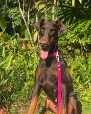 Wander! Waterproof Collar Petunia