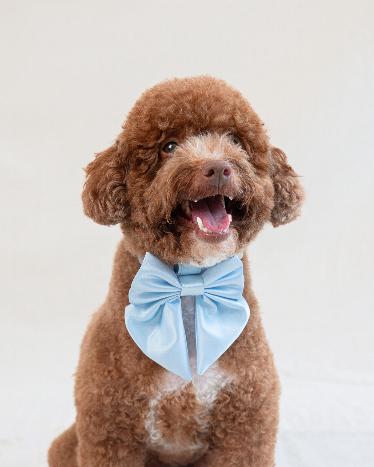 Furry Muse Wander Collar Bow | Buy Cute Sky Blue Dog Bows – FURRY MUSE