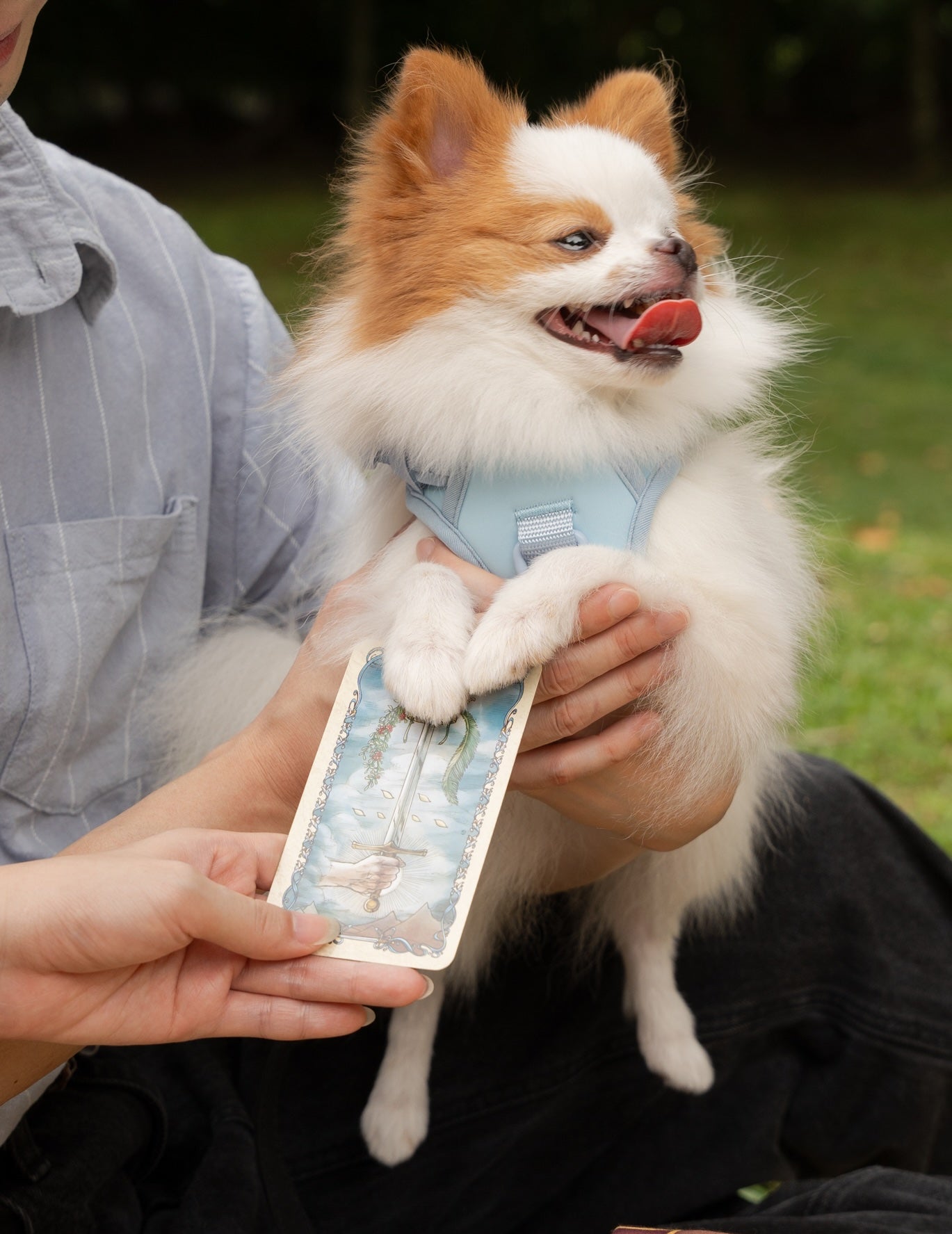 doggie_tarot.jpg