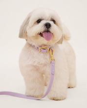 Furry Muse Starter Kit - Lilac - FURRY MUSE