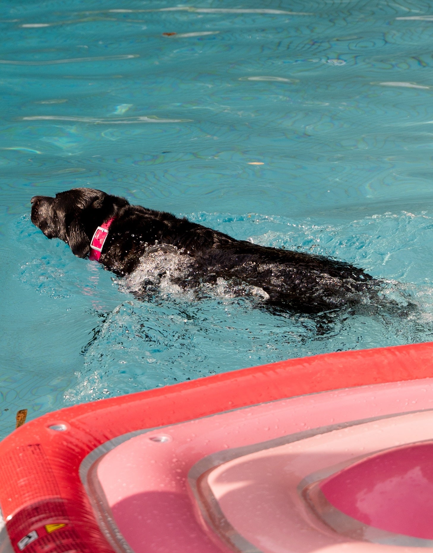 hina_swimming.jpg