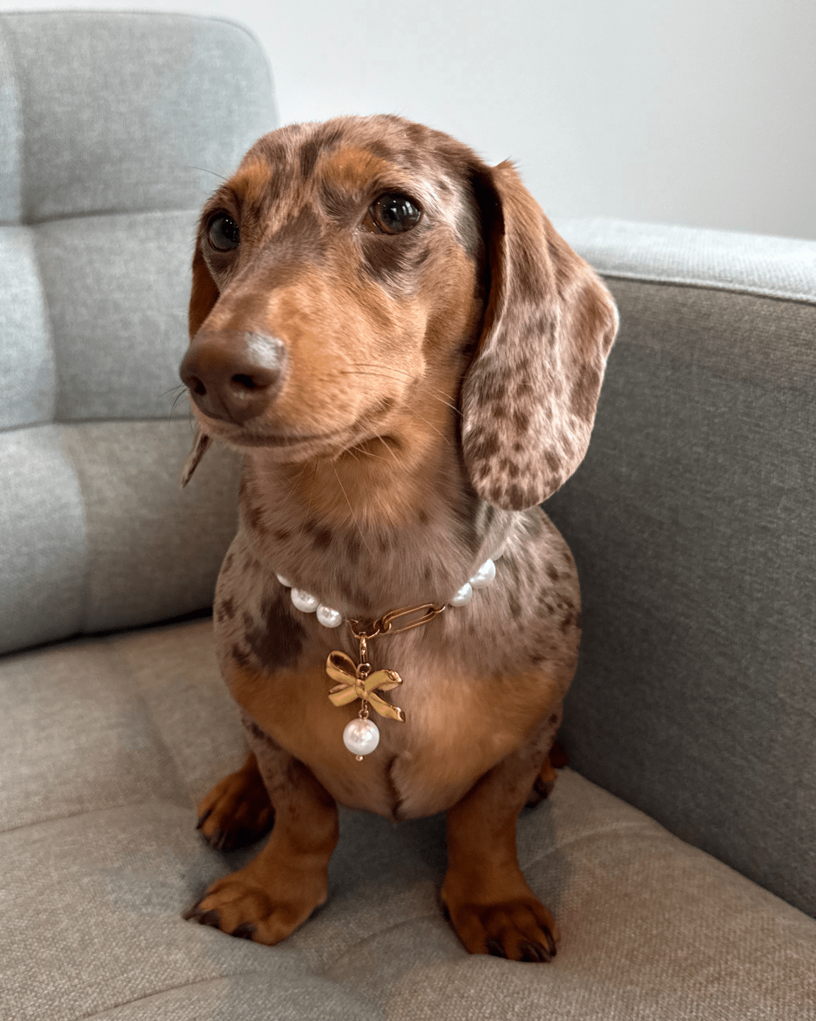 Furry Muse Pet Jewelry | The Zoe Pearl and Gold Pet Necklace Furry Muse Pet Jewelry | The Zoe Pearl and Gold Pet Necklace