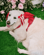 Petite Bow Clips - Cherry - FURRY MUSE WAN - HAC - OS - RD