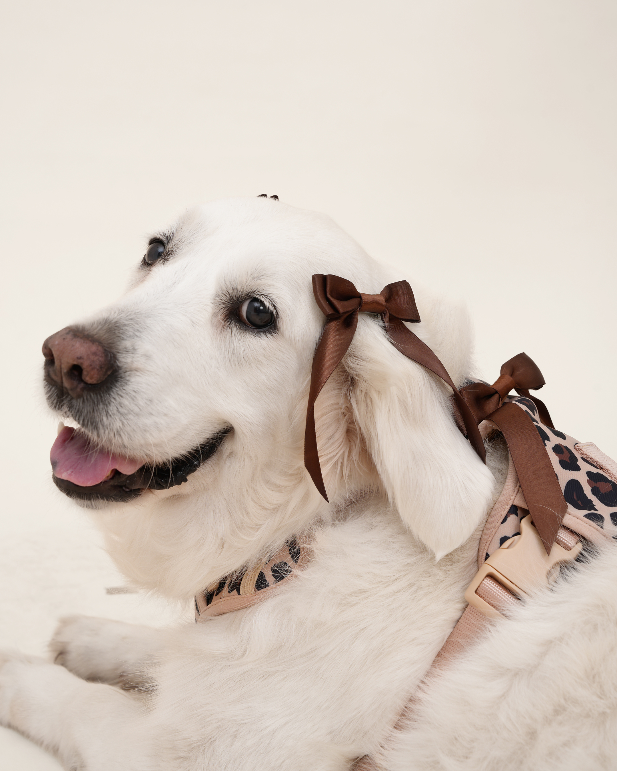 Petite Bow Clips - Espresso - FURRY MUSE WAN - HAC - OS - BR
