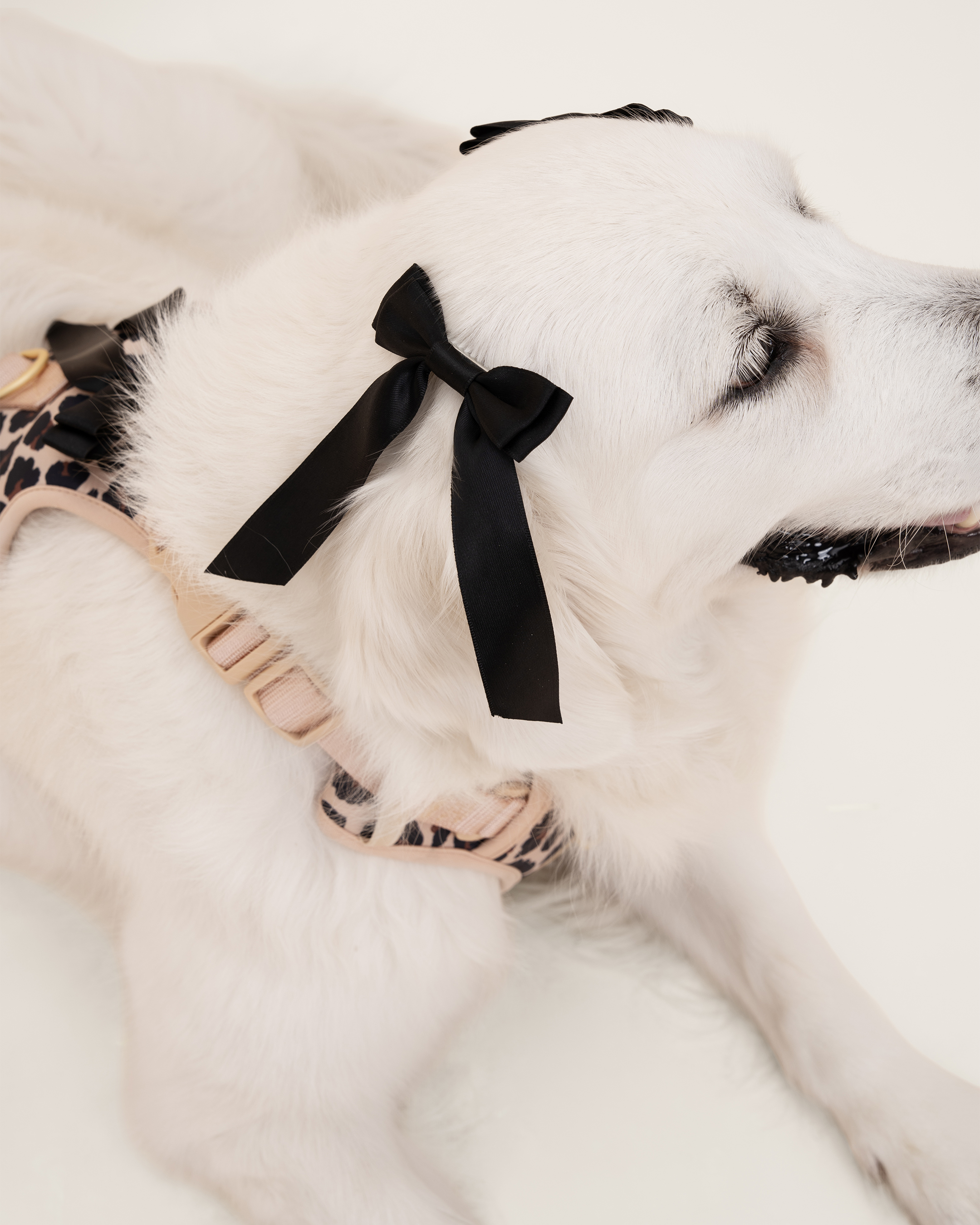 Petite Bow Clips - Midnight - FURRY MUSE WAN - HAC - OS - BK