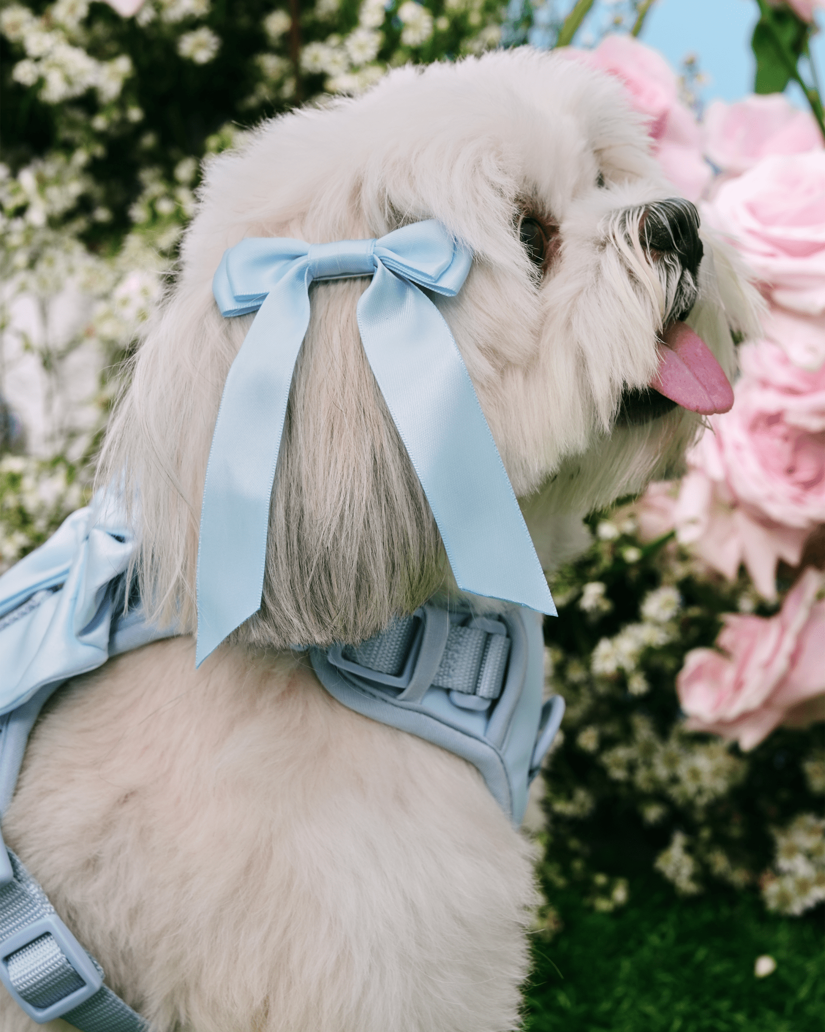Petite Bow Clips - Sky - FURRY MUSE WAN - HAC - OS - BL