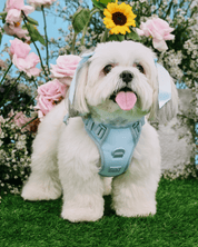 Petite Bow Clips - Sky - FURRY MUSE WAN - HAC - OS - BL