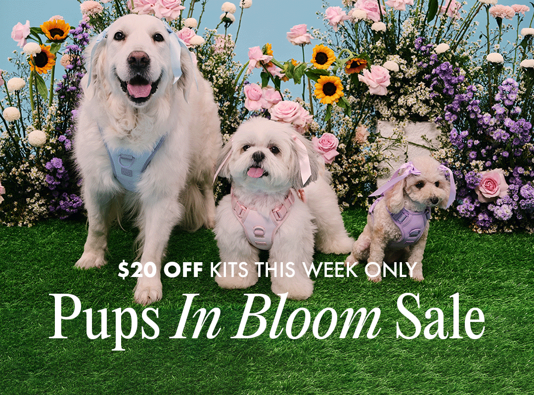 pups-in-bloom-new-version.gif