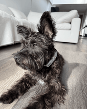Shine Metallic Leather Collar - FURRY MUSE SHI - COL - S - SV