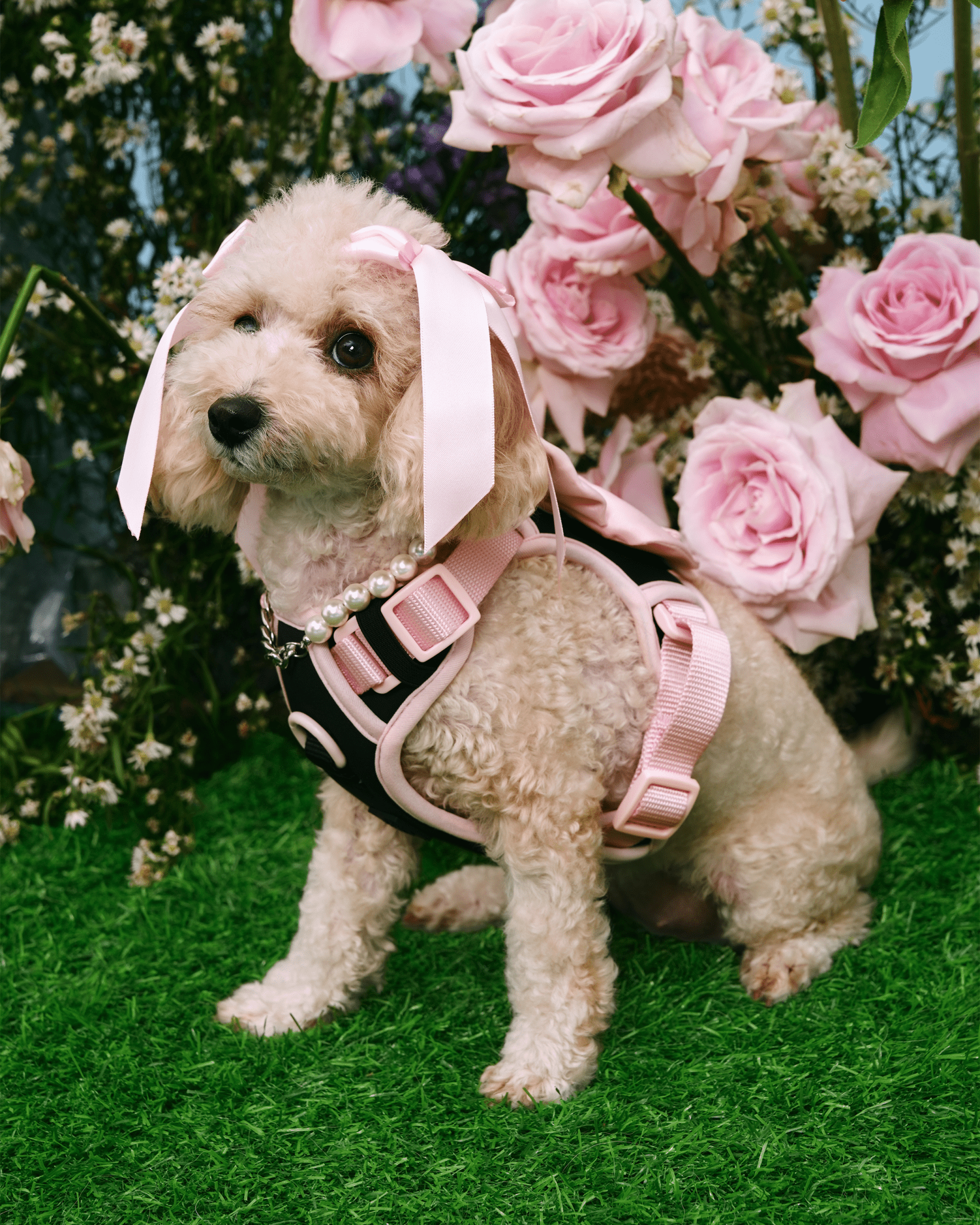 Wander! Bow Harness Kit Ballerina - FURRY MUSE WAN - BOW - HKIT - XS - BK
