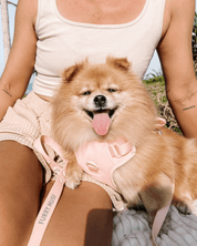 Wander! Bow Harness Kit Blossom - FURRY MUSE WAN - BOW - HKIT - XS - PN