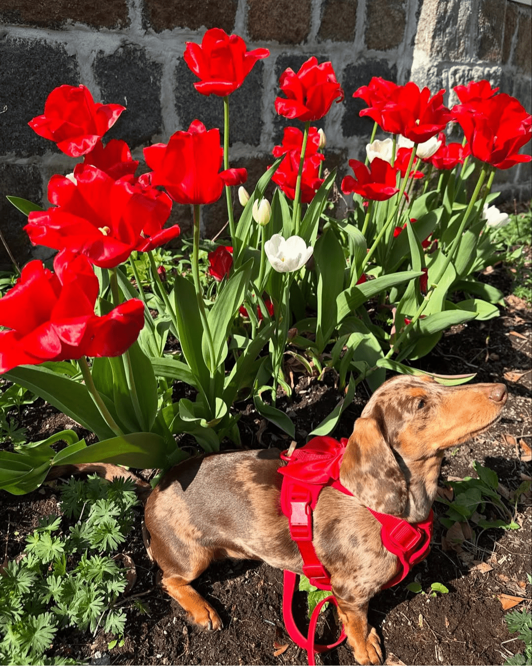 Wander! Bow Harness Kit Cherry - FURRY MUSE WAN - BOW - HKIT - XS - RD
