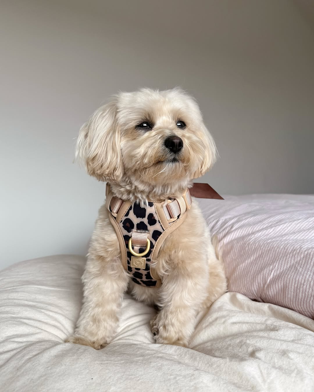 Wander! Bow Harness Kit Leopard - FURRY MUSE WAN - BOW - HKIT - XS - LEO