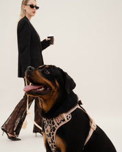 Wander! Bow Harness Kit Leopard - FURRY MUSE WAN - BOW - HKIT - XS - LEO