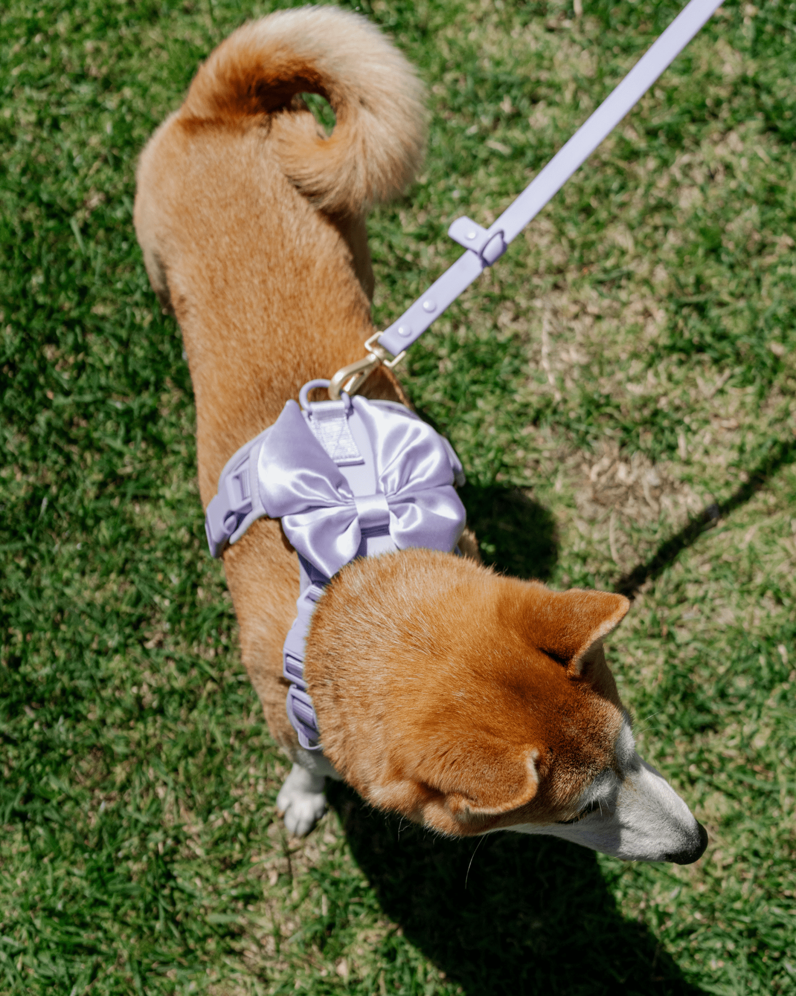 Wander! Bow Harness Kit Lilac - FURRY MUSE