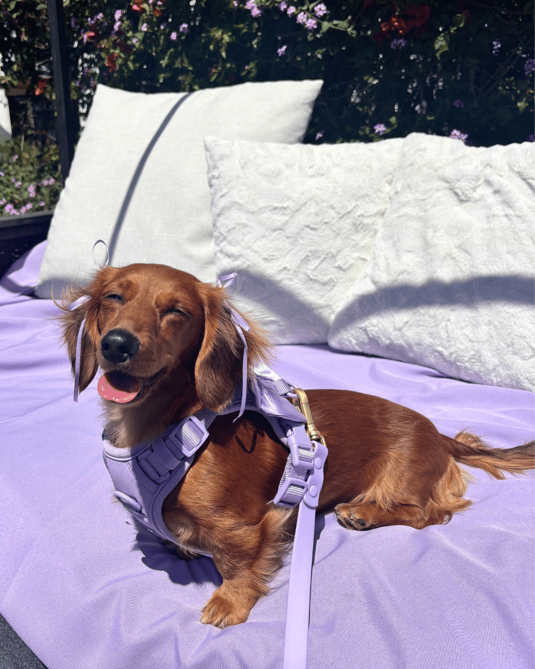 Wander! Bow Harness Kit Lilac - FURRY MUSE
