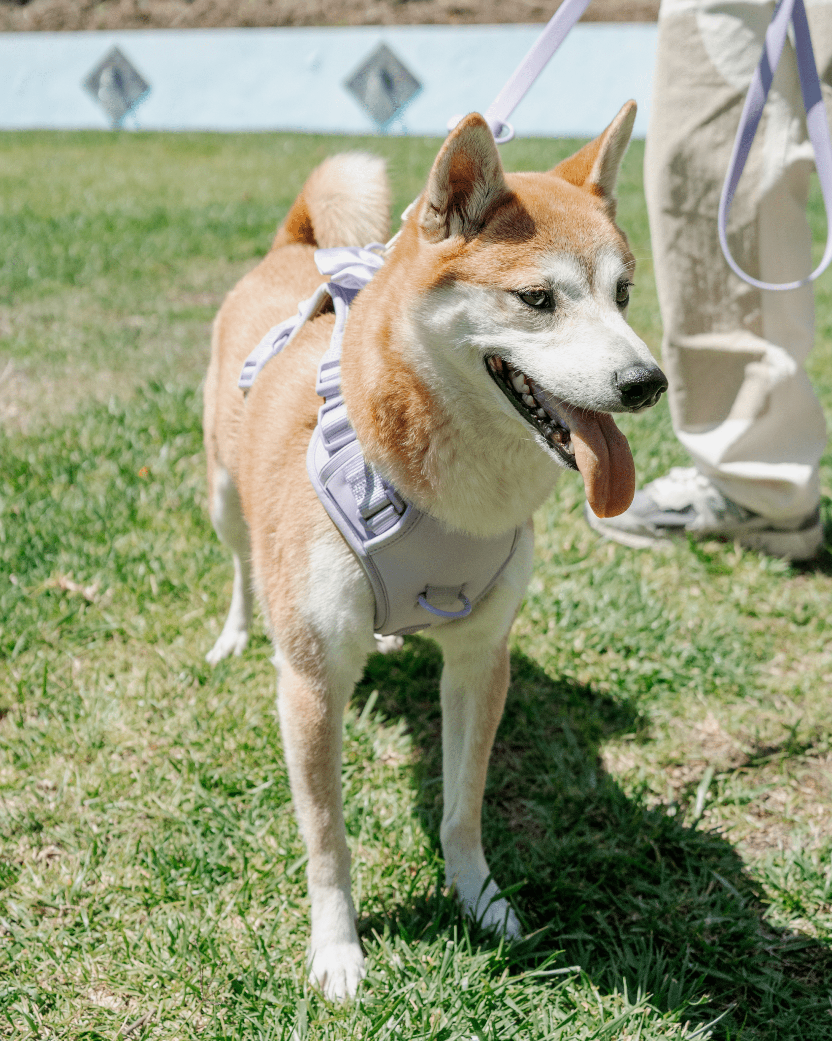 Wander! Bow Harness Kit Lilac - FURRY MUSE