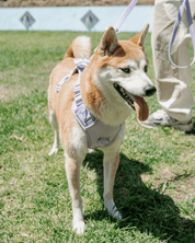 Wander! Bow Harness Kit Lilac - FURRY MUSE