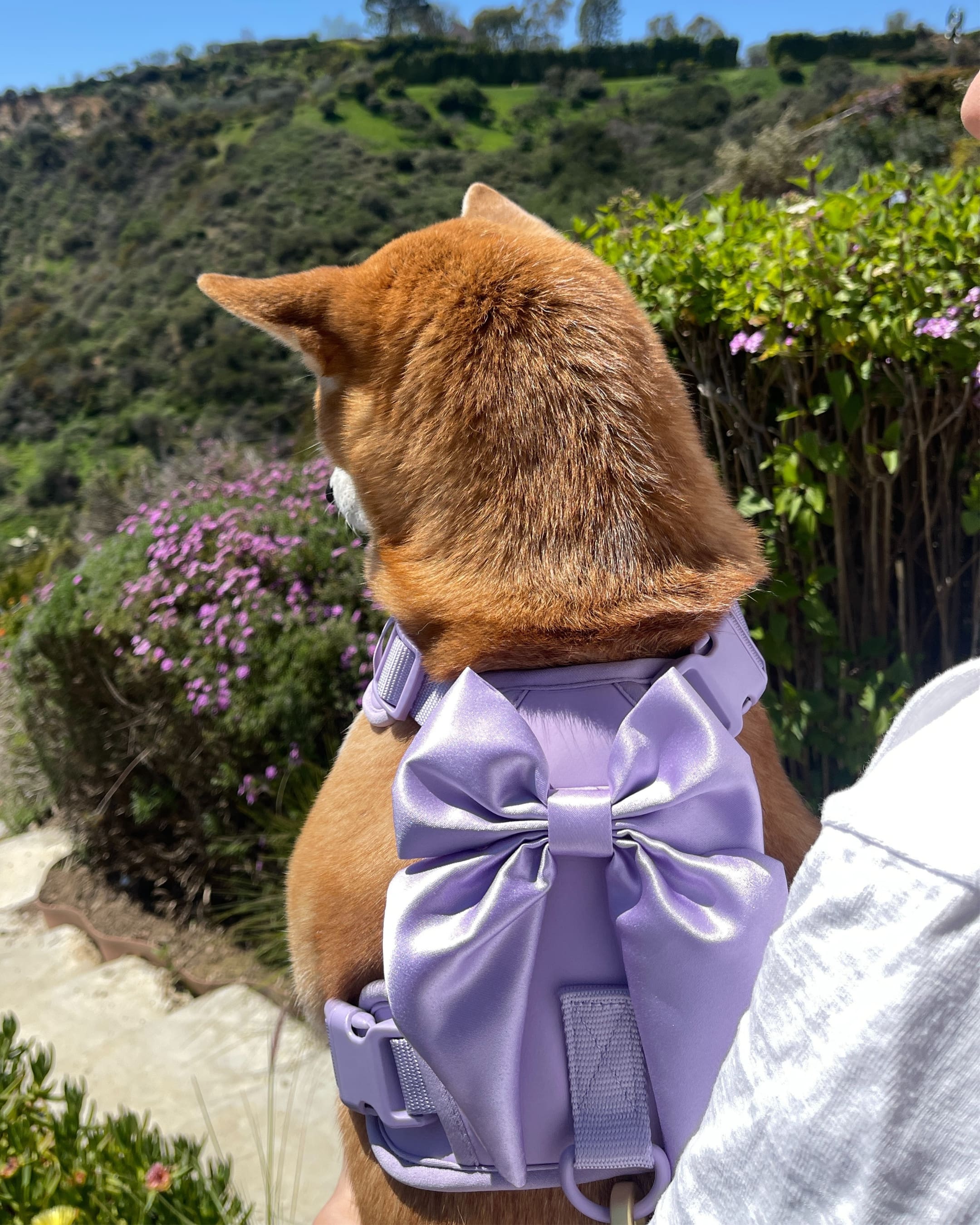 Wander! Bow Harness Lilac - FURRY MUSE WAN - HAR2 - XS - LI
