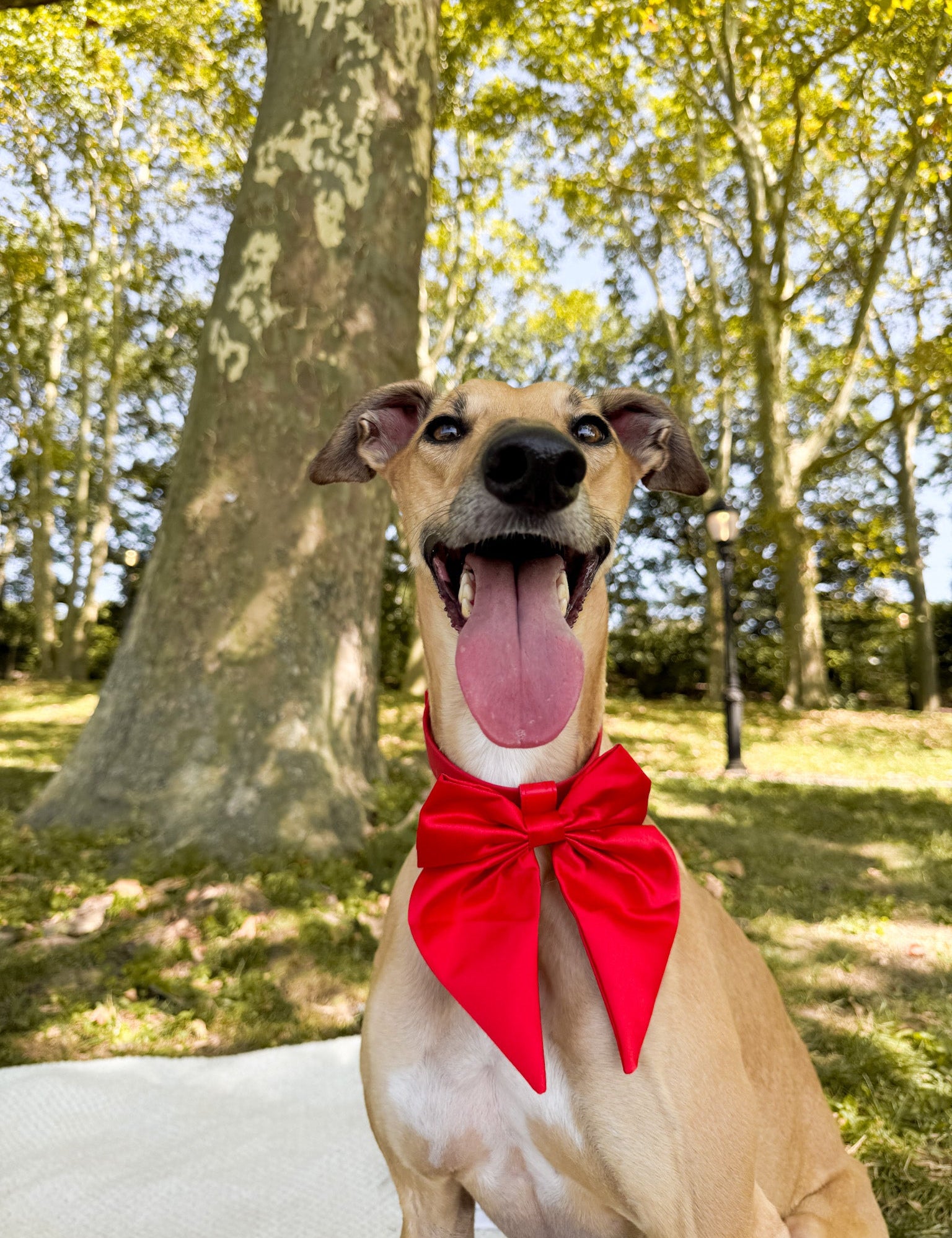 Wander! Collar Bow Cherry - FURRY MUSE WAN - BOW - S - RD