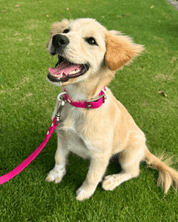 Wander! Collar & Leash Kit Petunia - FURRY MUSE WAN - CKIT - S - MA