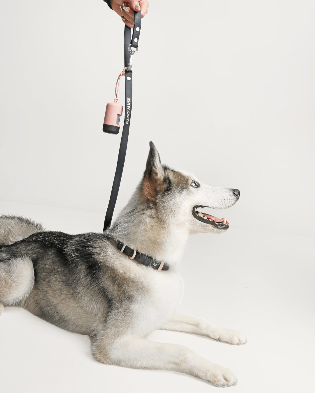 Wander! Collar, Leash, & Poop Pouch Kit Ballerina - FURRY MUSE