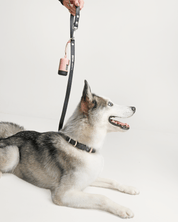Wander! Collar, Leash, & Poop Pouch Kit Ballerina - FURRY MUSE