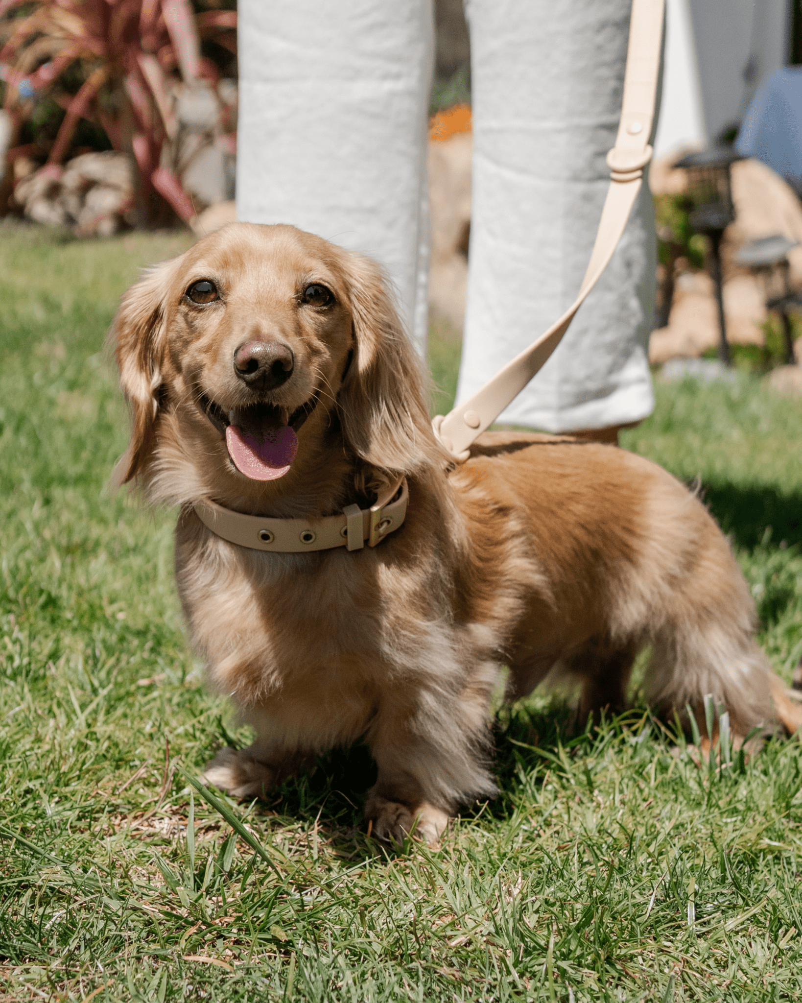 Wander! Collar, Leash, & Poop Pouch Kit Latte - FURRY MUSE WAN - CKIT - S - BR