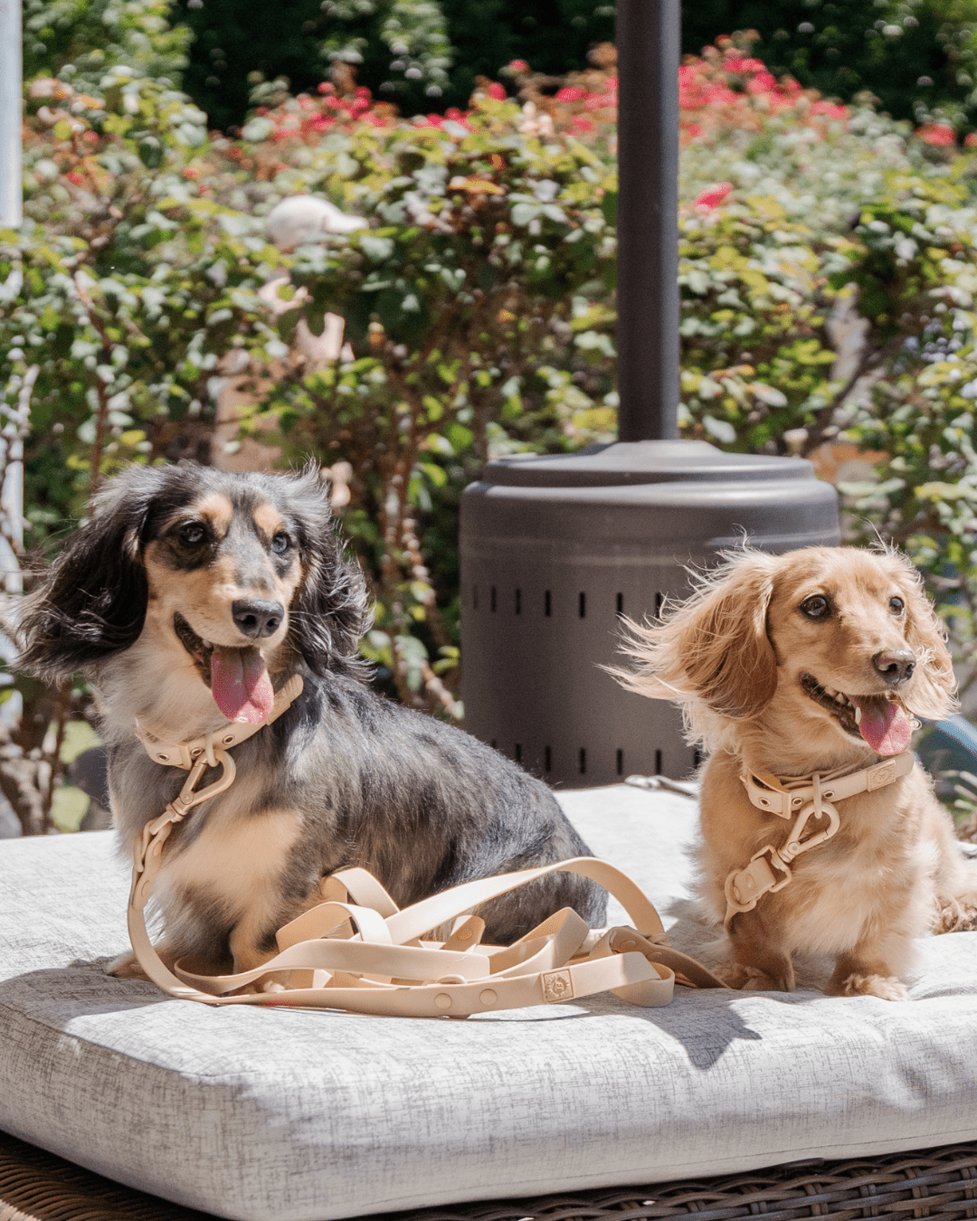 Wander! Collar, Leash, & Poop Pouch Kit Latte - FURRY MUSE WAN - CKIT - S - BR