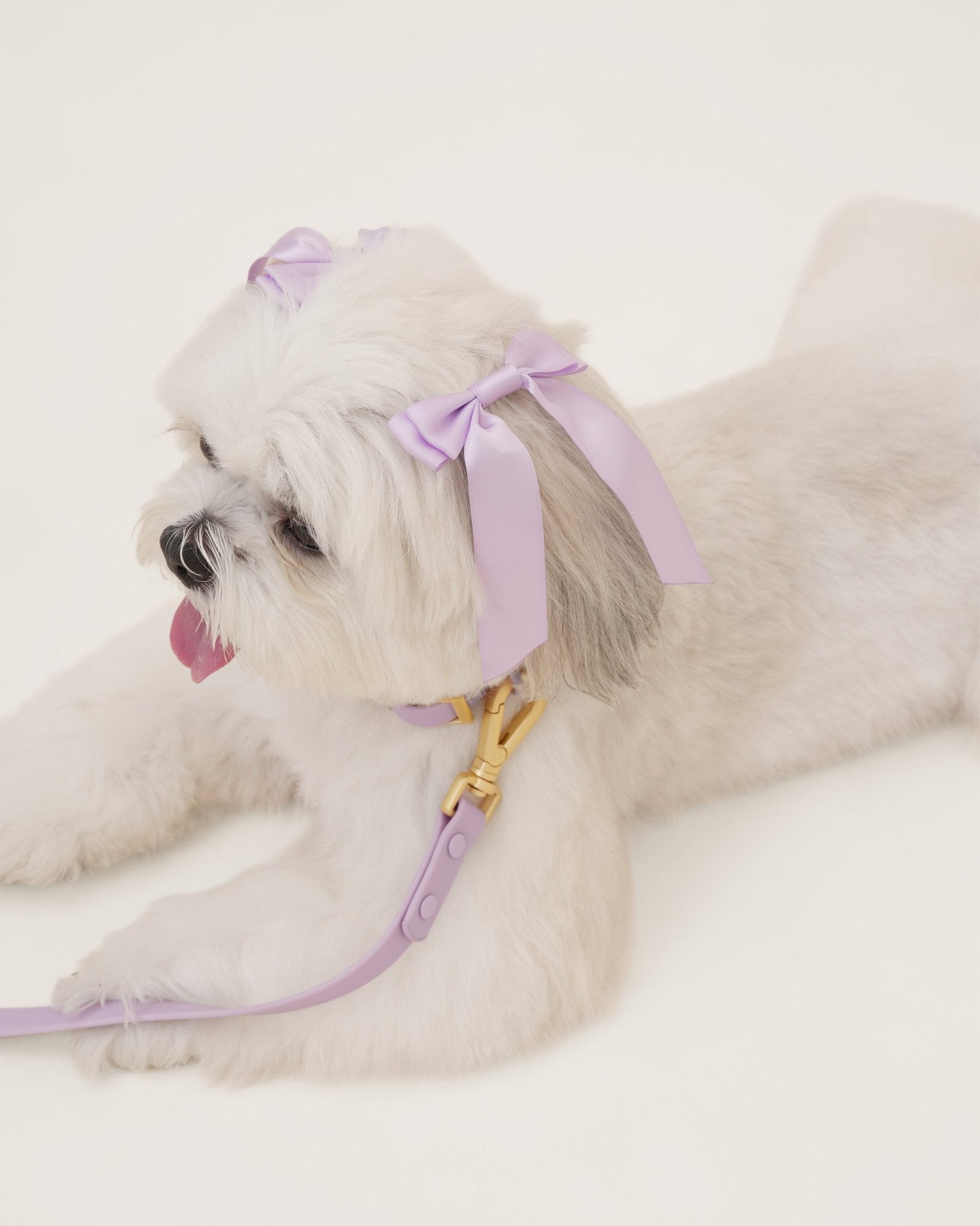 Wander! Collar, Leash, & Poop Pouch Kit Lilac - FURRY MUSE