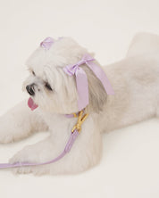 Wander! Collar, Leash, & Poop Pouch Kit Lilac - FURRY MUSE