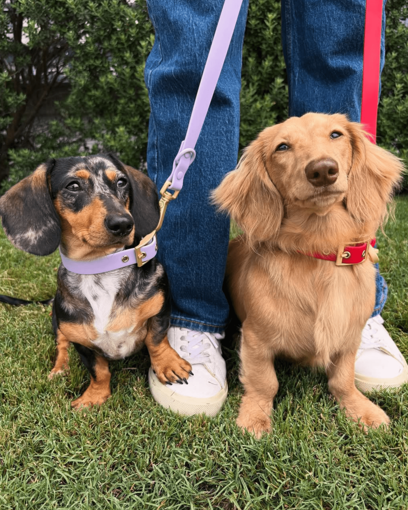 Wander! Multiway Waterproof Leash Lilac - FURRY MUSE WAN - LEA - OS - LI
