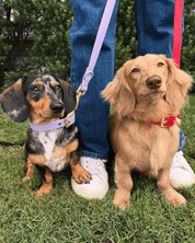 Wander! Multiway Waterproof Leash Lilac - FURRY MUSE WAN - LEA - OS - LI