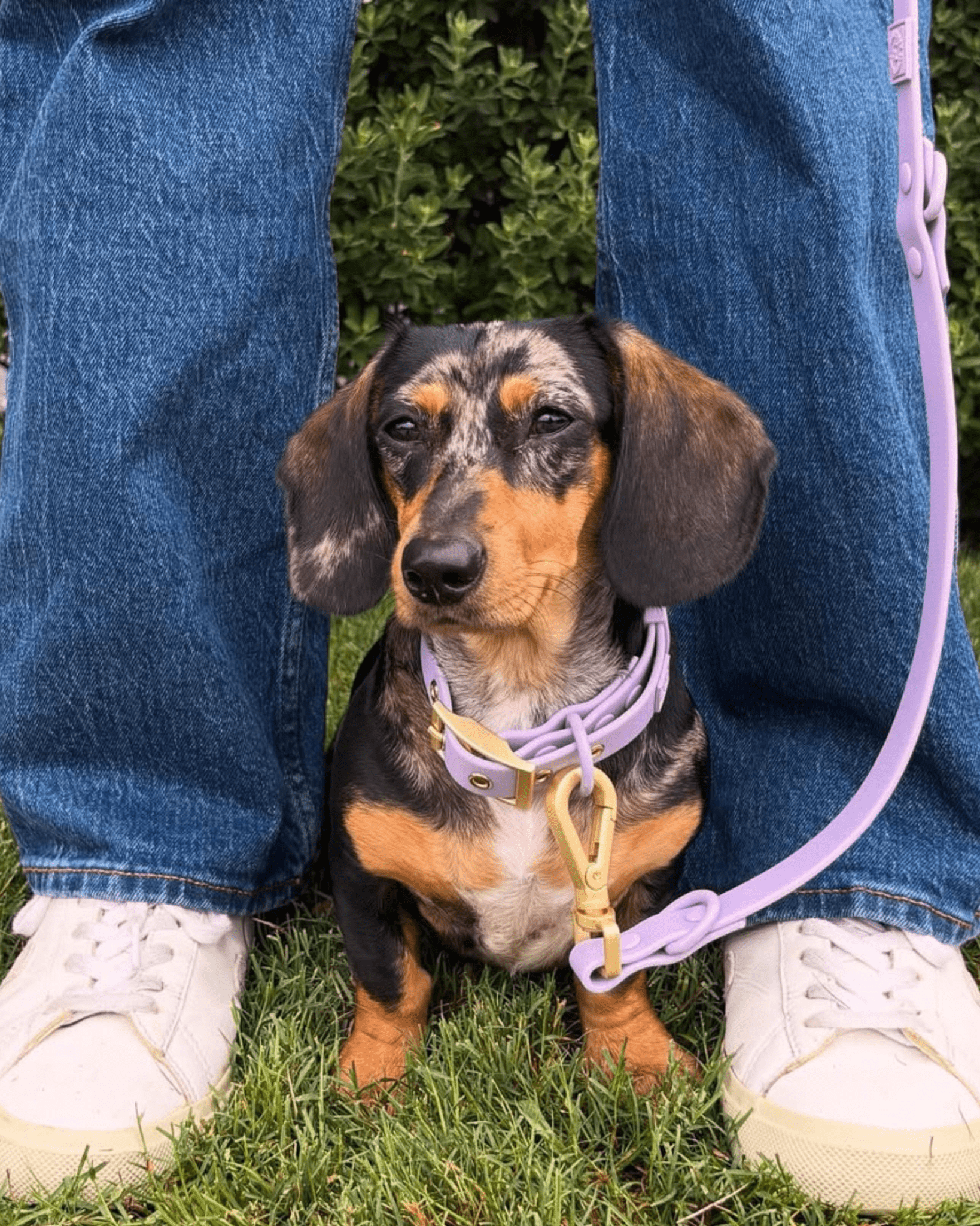 Wander! Multiway Waterproof Leash Lilac - FURRY MUSE WAN - LEA - OS - LI
