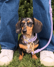 Wander! Multiway Waterproof Leash Lilac - FURRY MUSE WAN - LEA - OS - LI