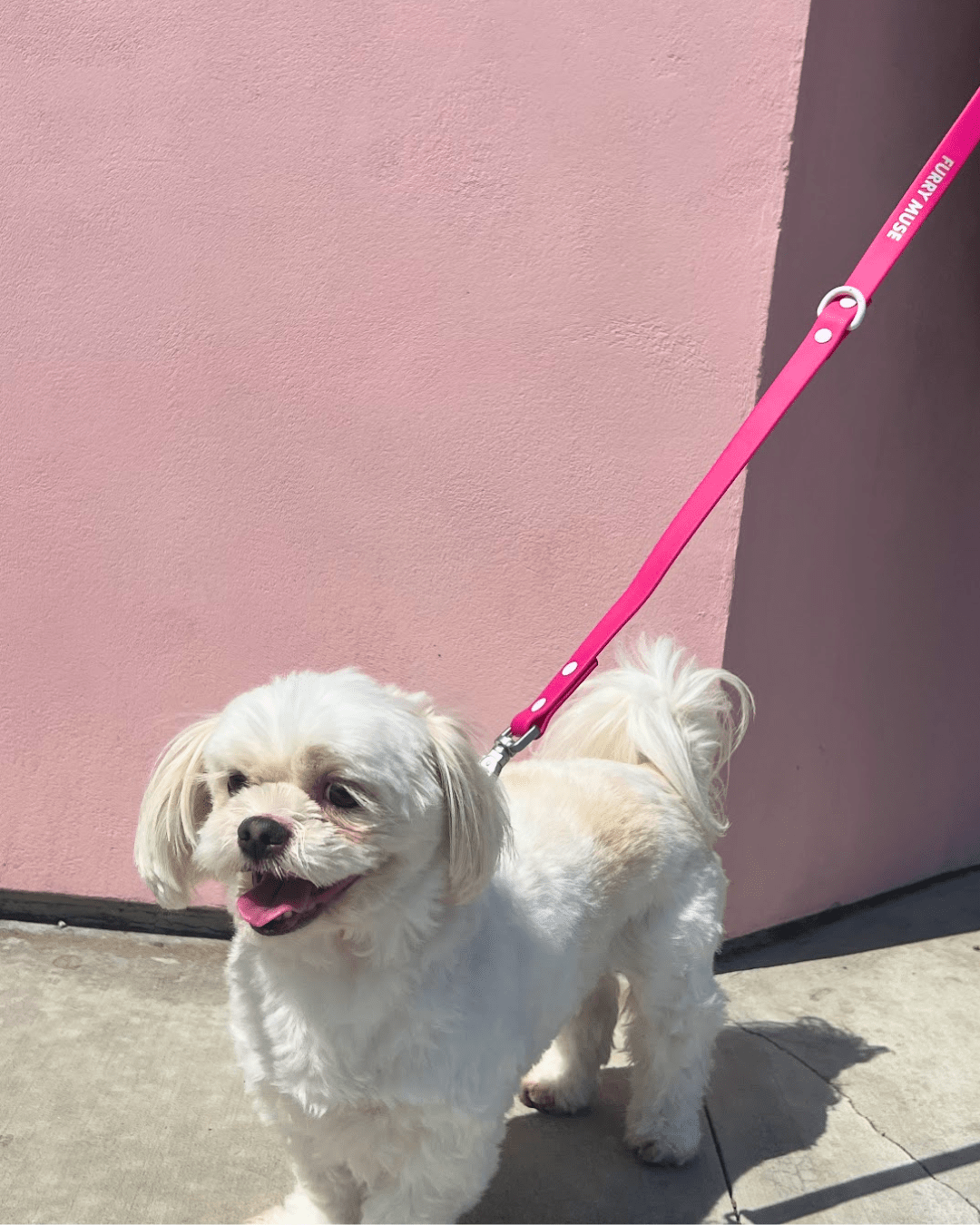 Wander! Multiway Waterproof Leash Petunia - Furry Muse WAN - LEA - OS - MA
