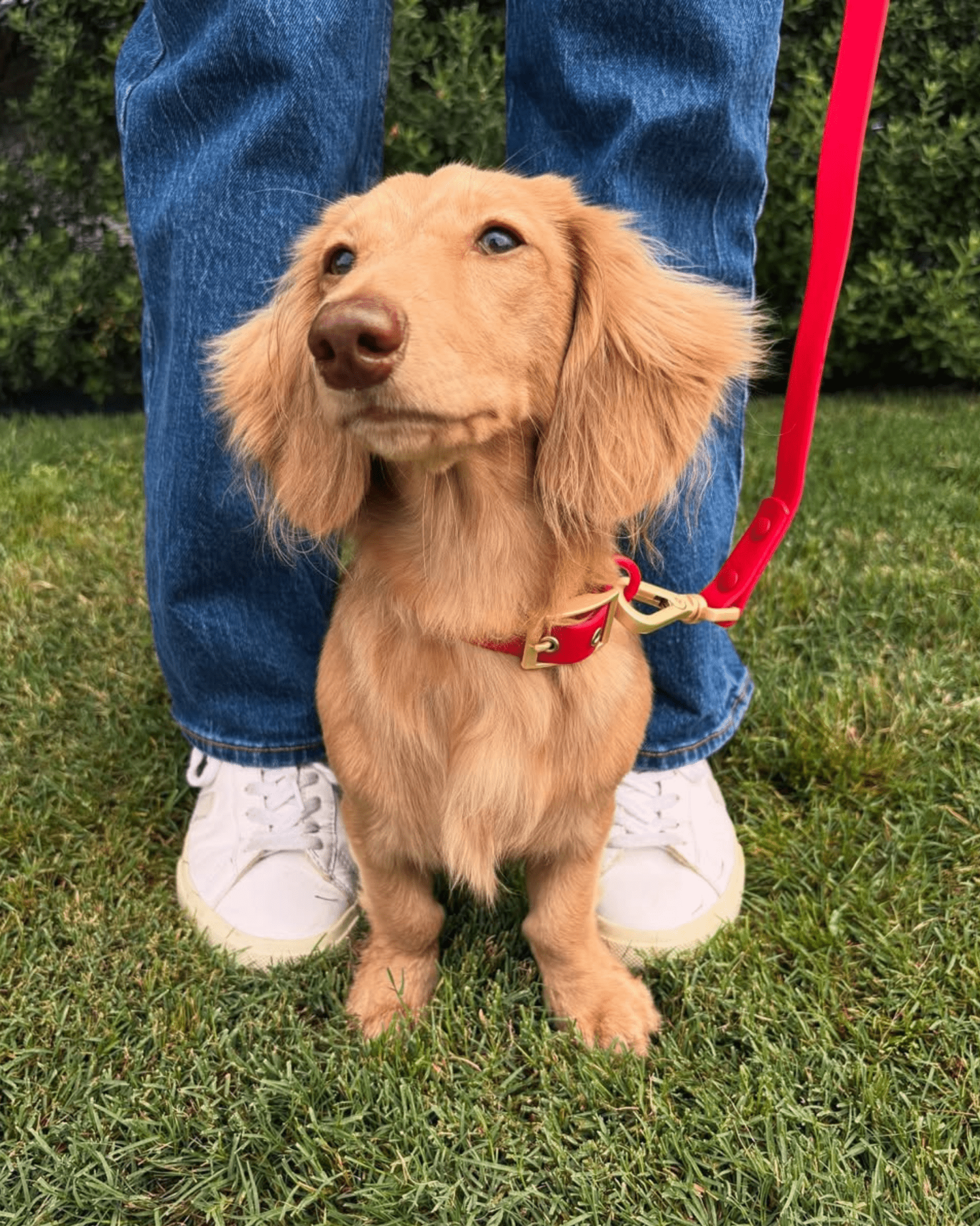 Wander! Waterproof Collar Cherry - FURRY MUSE WAN - COL - S - RD