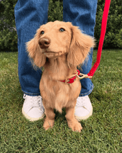 Wander! Waterproof Collar Cherry - FURRY MUSE WAN - COL - S - RD