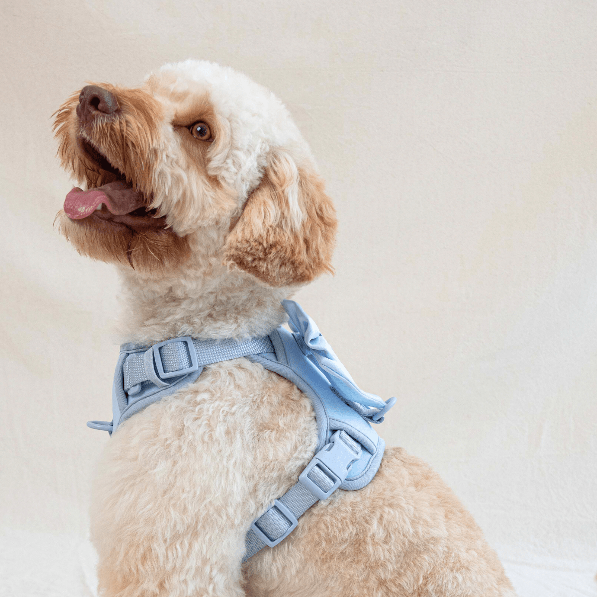 How to Choose and Fit a Furry Muse Dog Harness - FURRY MUSE