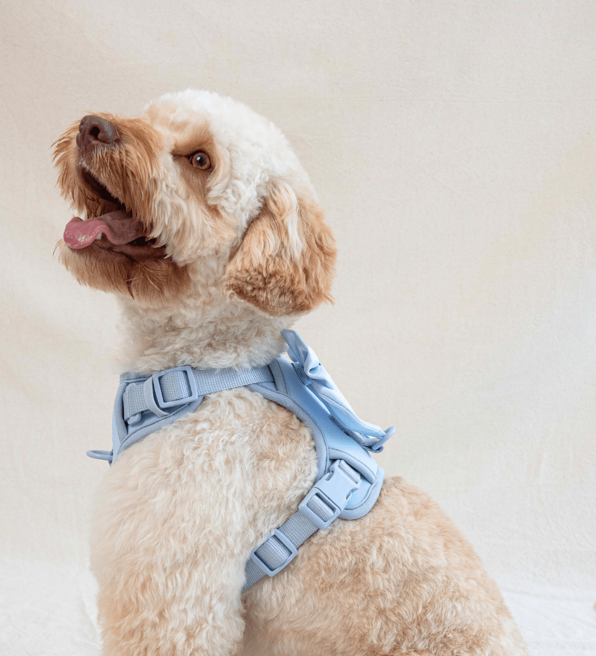 How to Choose and Fit a Furry Muse Dog Harness - FURRY MUSE