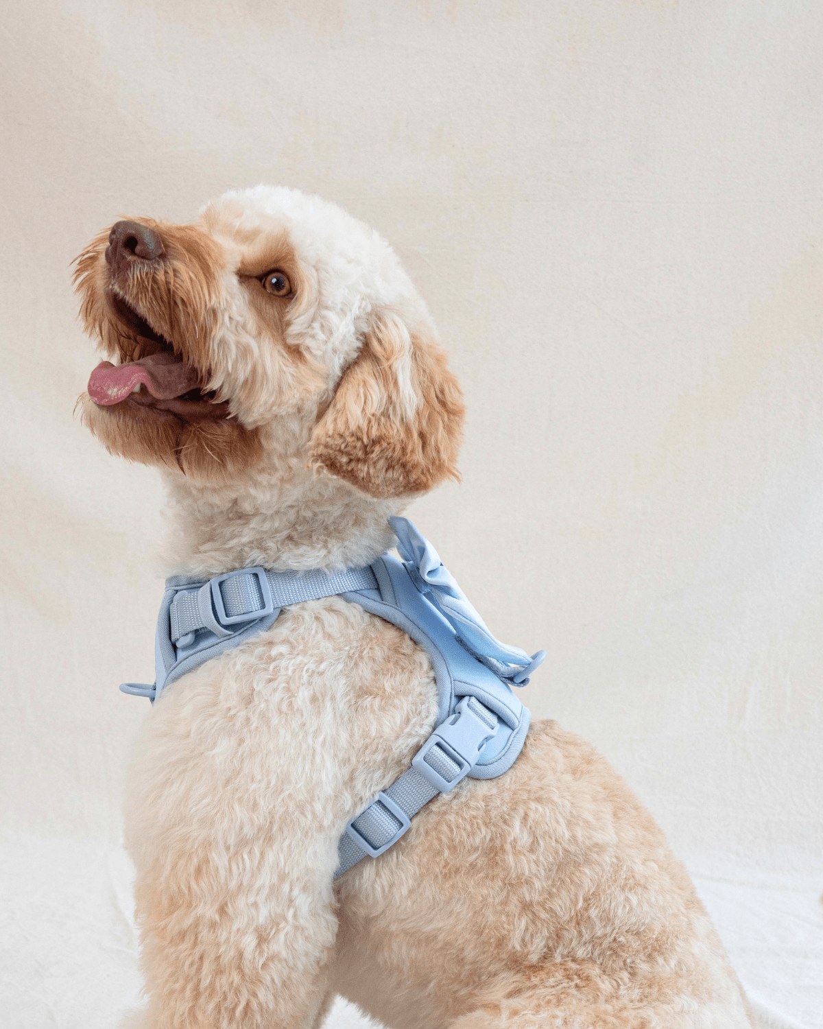 How to Choose and Fit a Furry Muse Dog Harness - FURRY MUSE