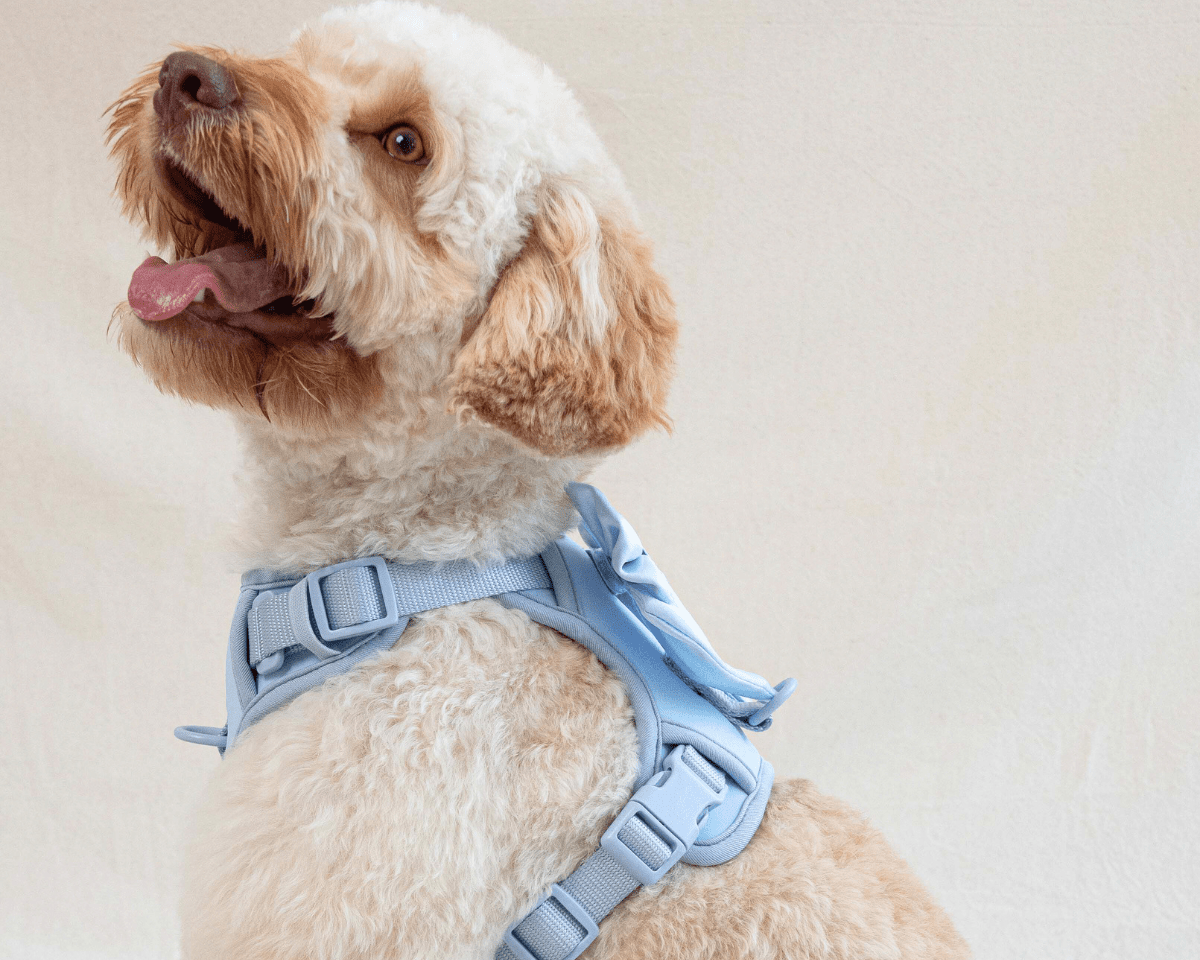 How to Choose and Fit a Furry Muse Dog Harness - FURRY MUSE