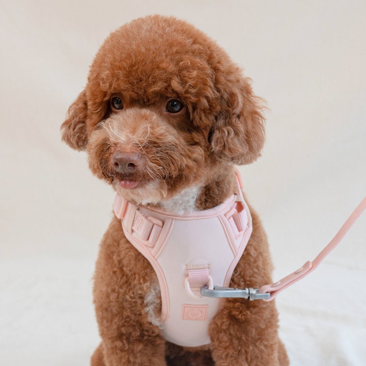 How to Measure Your Dog for the Ideal Harness - FURRY MUSE