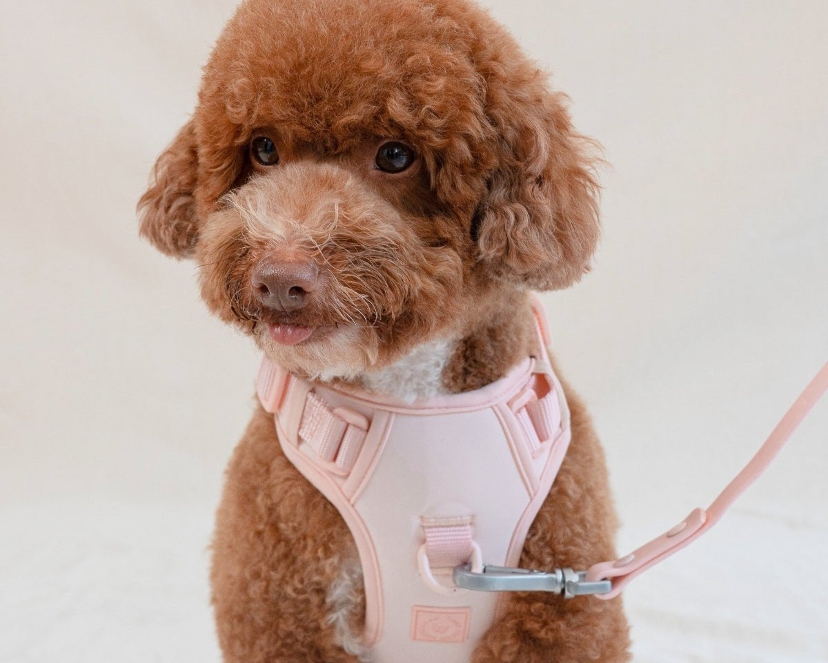 How to Measure Your Dog for the Ideal Harness - FURRY MUSE